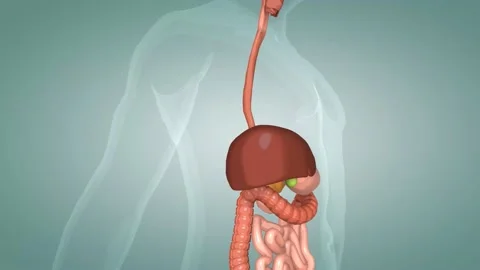 The human digestive system consists of t... | Stock Video | Pond5