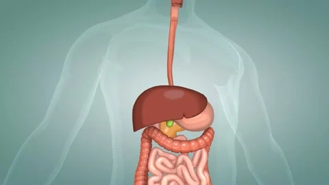 The human digestive system consists of t... | Stock Video | Pond5
