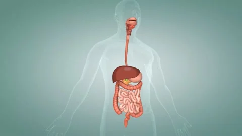 The human digestive system consists of t... | Stock Video | Pond5