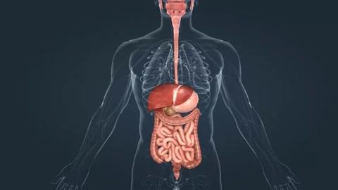 The human digestive system consists of t... | Stock Video | Pond5