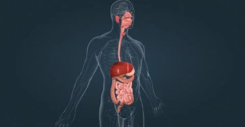 The human digestive system consists of the gastrointestinal tract and auxilia Stock Illustration