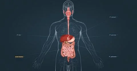 The human digestive system consists of the gastrointestinal tract and auxilia Stock Illustration