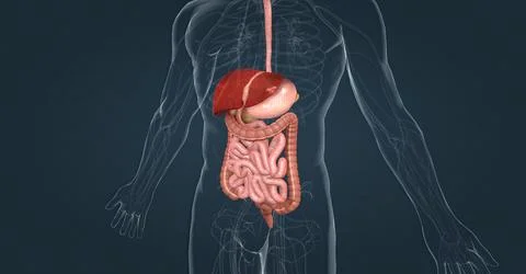 The human digestive system consists of the gastrointestinal tract and auxiliary Stock Illustration