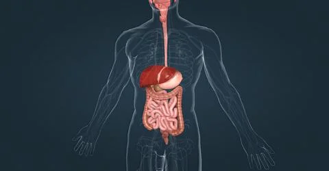 The human digestive system consists of the gastrointestinal tract and auxilia Stock Illustration
