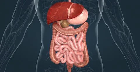 The human digestive system consists of the gastrointestinal tract and auxiliary Stock Illustration