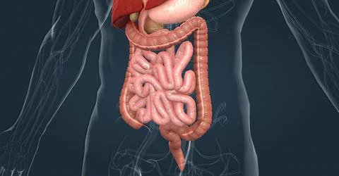The human digestive system consists of the gastrointestinal tract and auxiliary Stock Illustration