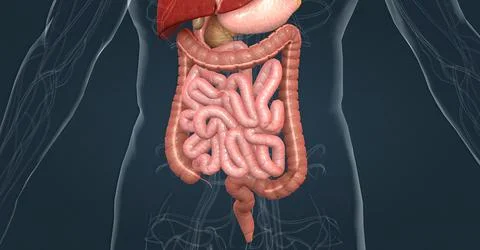 The human digestive system consists of the gastrointestinal tract and auxiliary Stock Illustration