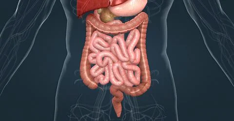 The human digestive system consists of the gastrointestinal tract and auxiliary Stock Illustration