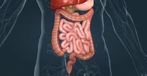 The human digestive system consists of the gastrointestinal tract and auxiliary Stock Illustration