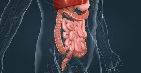 The human digestive system consists of the gastrointestinal tract and auxiliary Stock Illustration