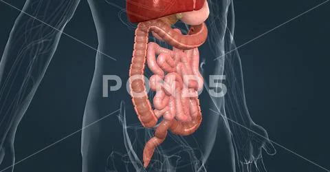 The Human Digestive System Consists Of The Gastrointestinal Tract And ...