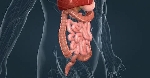 The human digestive system consists of the gastrointestinal tract and auxiliary Stock Illustration