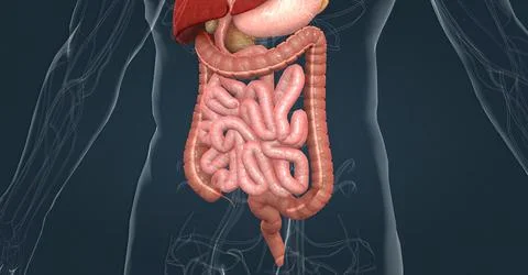 The human digestive system consists of the gastrointestinal tract and auxiliary Stock Illustration
