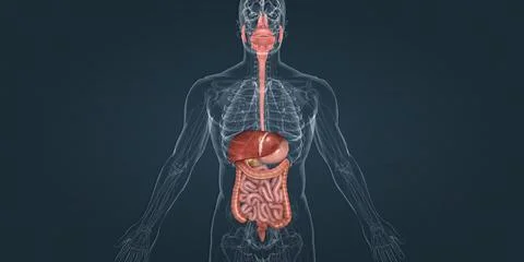 The human digestive system consists of the gastrointestinal tract and auxiliary Stock Illustration