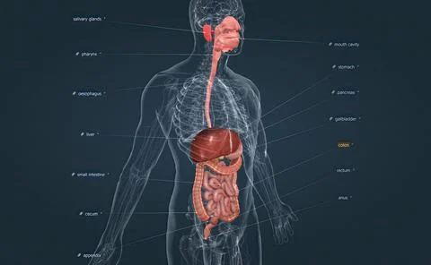 The human digestive system consists of the gastrointestinal tract and auxiliary Stock Illustration