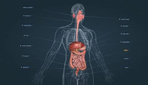 The human digestive system consists of the gastrointestinal tract and auxiliary Stock Illustration