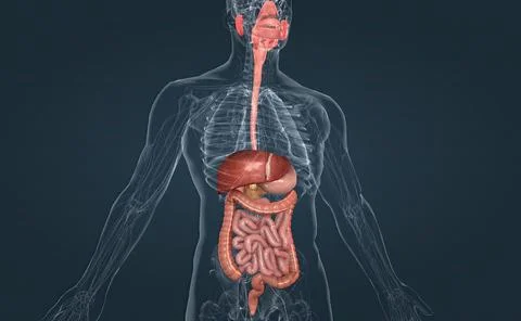 The human digestive system consists of the gastrointestinal tract and auxiliary Stock Illustration