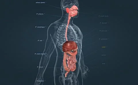 The human digestive system consists of the gastrointestinal tract and auxiliary Stock Illustration