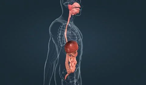 The human digestive system consists of the gastrointestinal tract and auxilia Stock Illustration