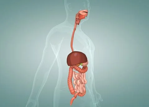 The human digestive system consists of the gastrointestinal tract plus the ac Stock Illustration