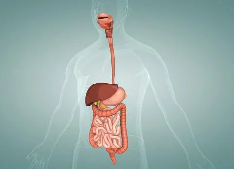 The human digestive system consists of the gastrointestinal tract plus the ac Stock Illustration