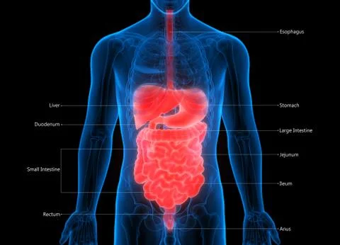Human Digestive System Described with Labels Anatomy Stock Illustration