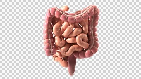 Human Digestive System: Detailed Small and Large Intestines Anatomical Model Stock Illustration