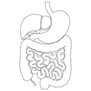 Human Digestive System Diagram 스톡 일러스트