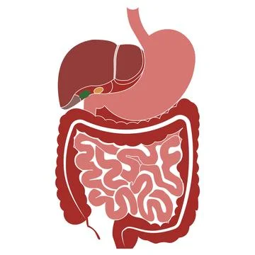 Human Digestive System Diagram 스톡 일러스트