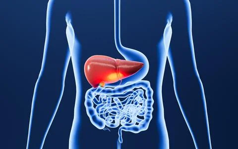 Human digestive system, fatty liver, alcoholic hepatitis, hepatitis. 3d ren.. Stock Illustration