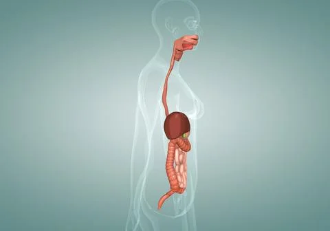 Human digestive system of a female Stock Illustration