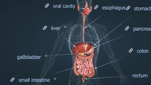 Human Digestive system Stock Footage 260259620