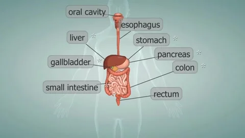 Human digestive system Stock Footage 260834406