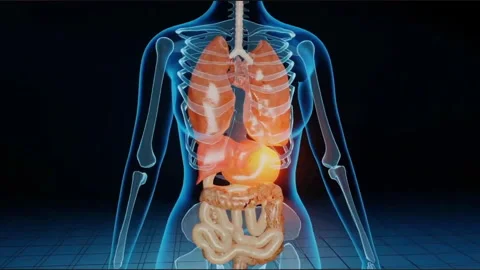Human Digestive System Video stock 319573258