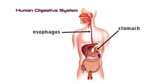 Human digestive system Stock Footage 333204800