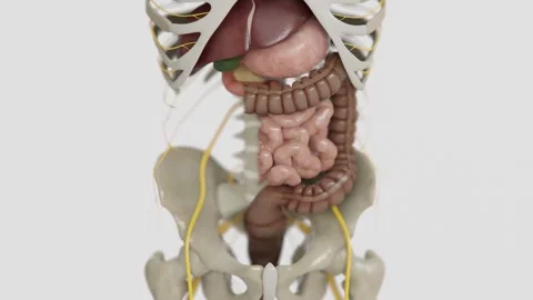 Human digestive system formation animation in 4K | Animated Large and Small Stock Footage 340043334