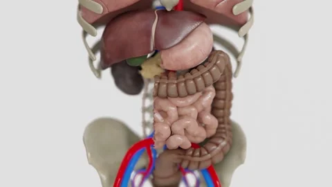Human digestive system formation animation in 4K | Animated Stomach, Large and Stock Footage 340056369