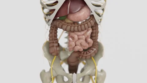 Human digestive system formation animations in 4K | Animated Small intestine | Stock Footage 340043341