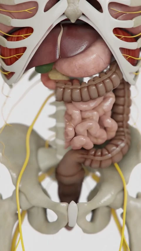 Human digestive system formation animations in Verical video | Animated Small Stock Footage 340056259