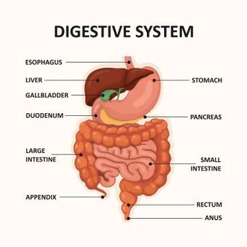 Human digestive system, GI tract organs Stock Illustration