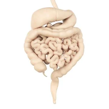 Human digestive system Stock Illustration