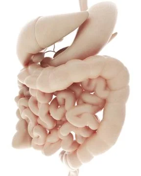 Human digestive system Stock Illustration