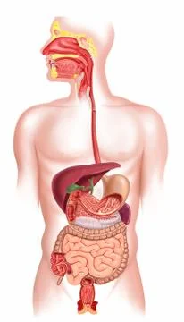 Human digestive system Stock Illustration