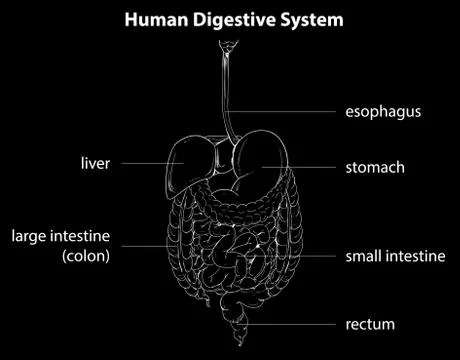 Human digestive system イラスト素材