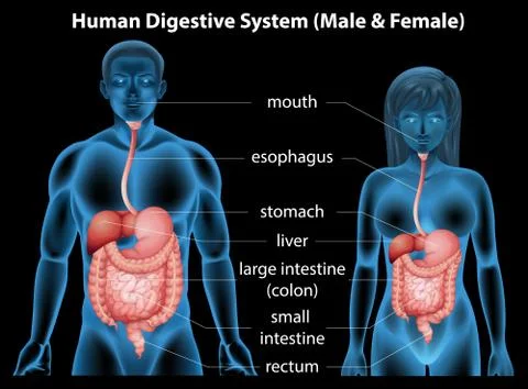 Human digestive system Stock Illustration