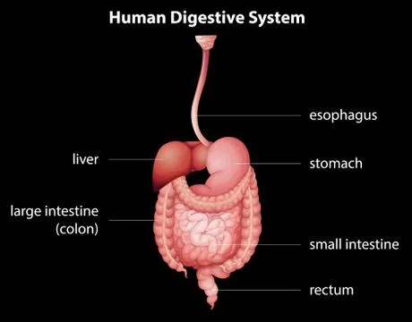 Human digestive system Stock Illustration