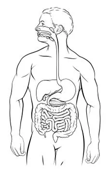 Human Digestive System Stock Illustration