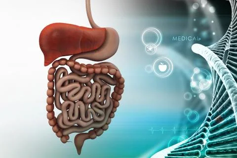 Human digestive system Stock Illustration