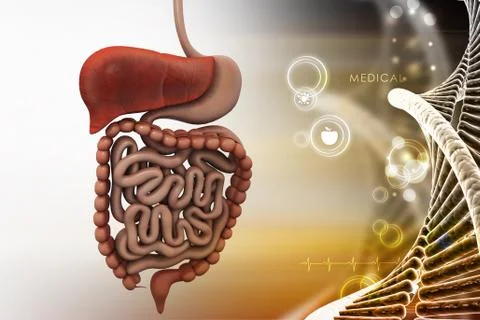 Human digestive system Stock Illustration