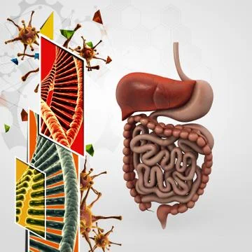 Human digestive system Stock Illustration